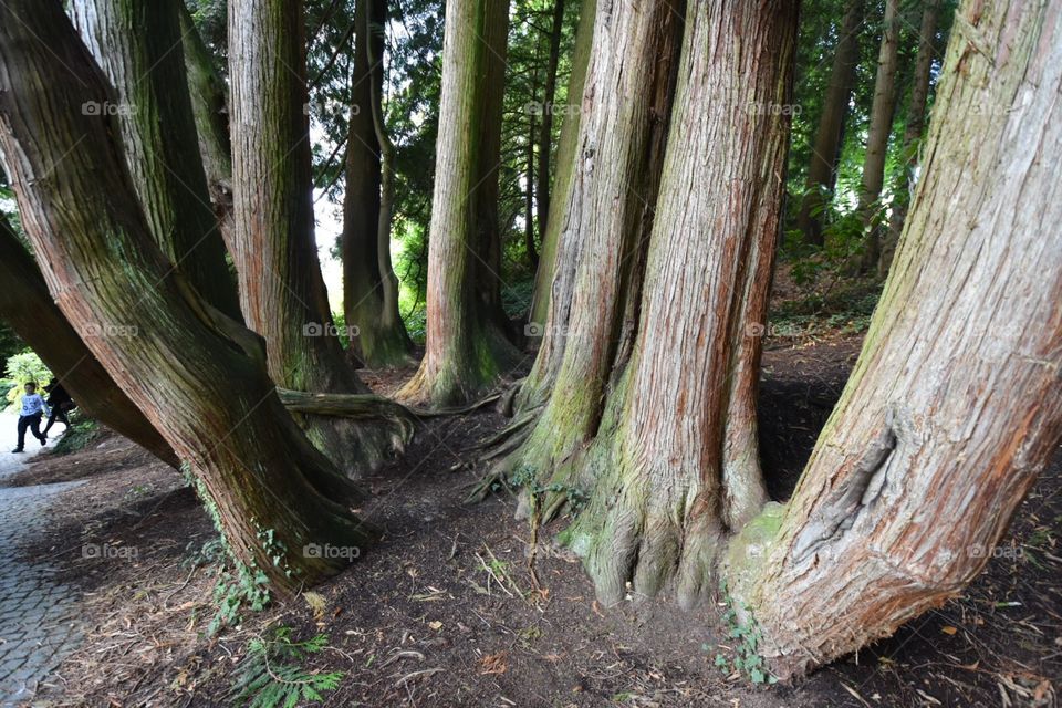 Wood, Tree, Nature, Landscape, Park