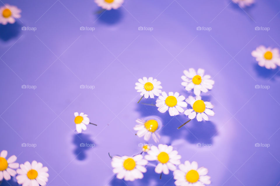 Close-up of small and beautiful daisies in a blue bowl with transparent water and shadow at the bottom of the bowl.