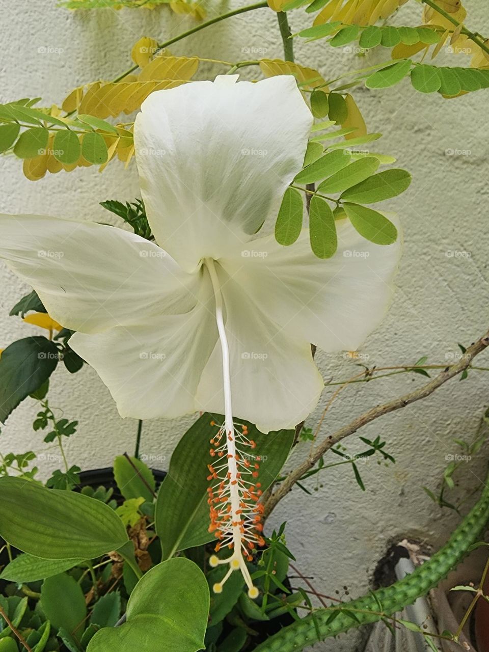 white hibiscus Jamaica