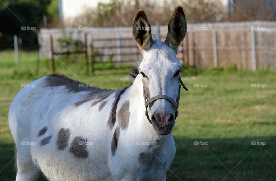 White donkey standing