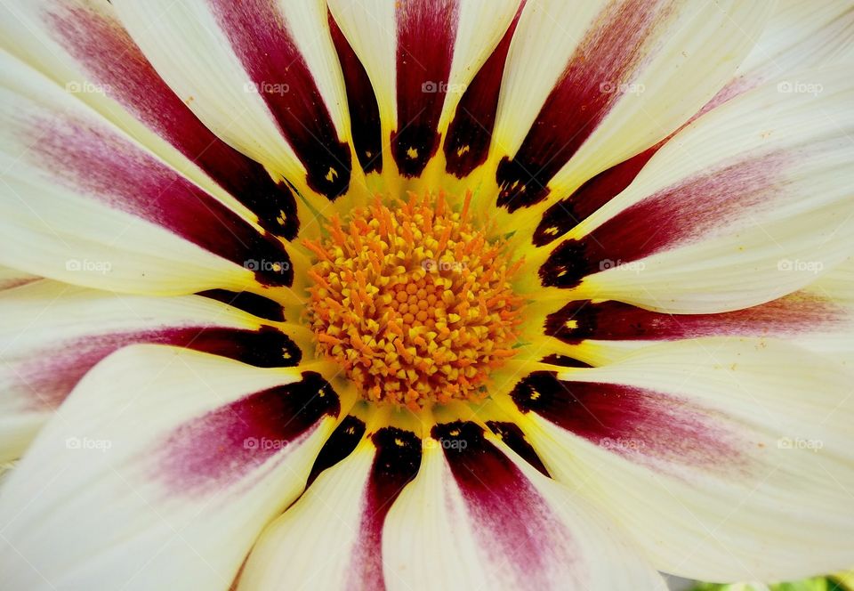 New flowers in the garden