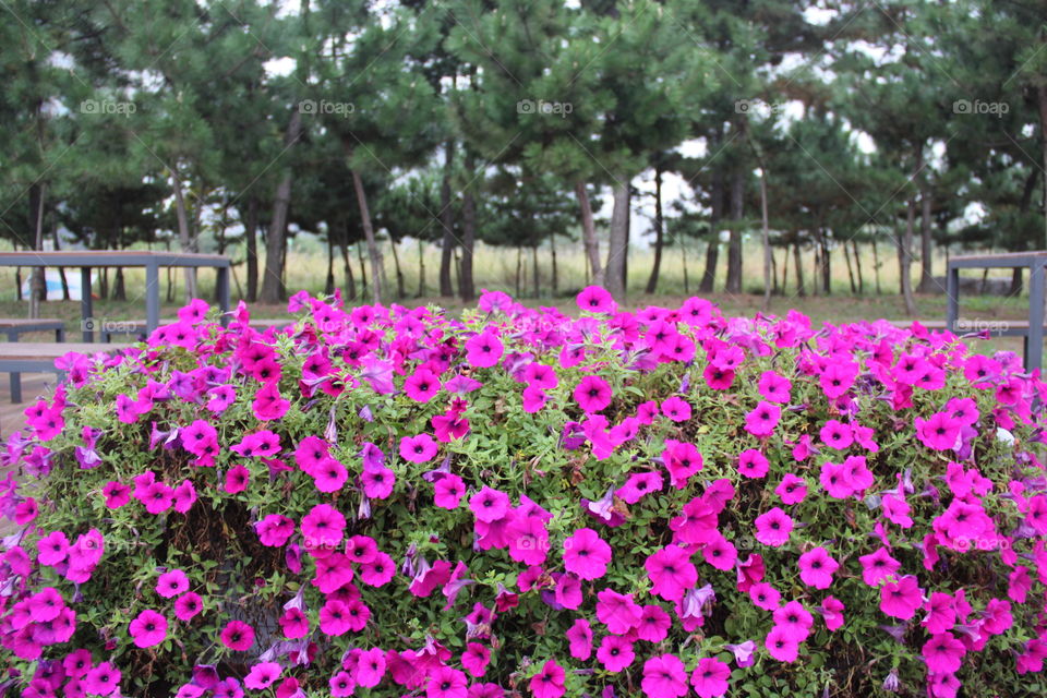 Flowers in Incheon, Korea