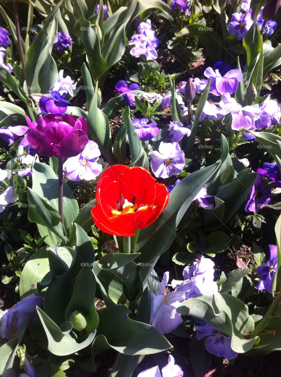 spring flowers red sunny by splicanka