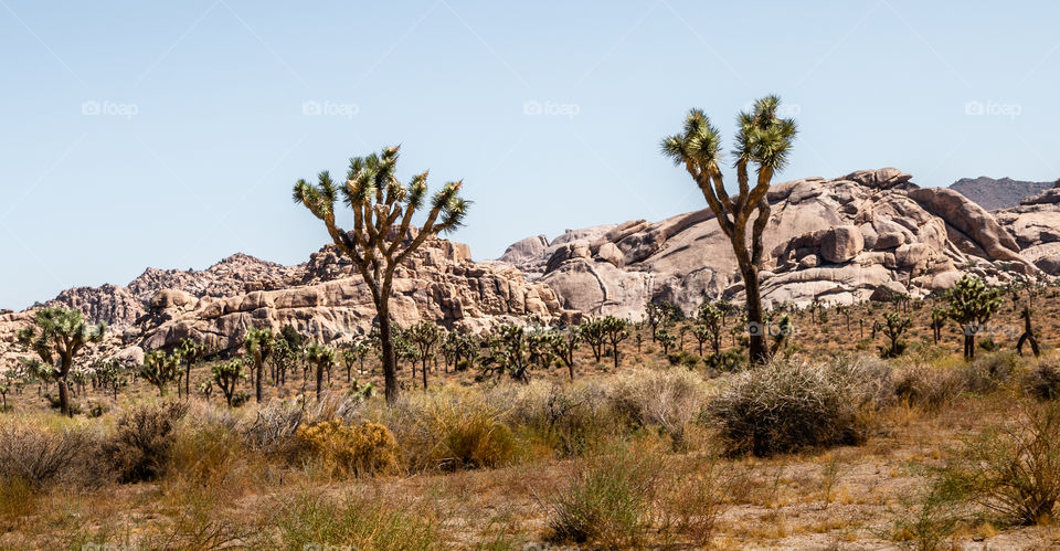 Joshua Tree 