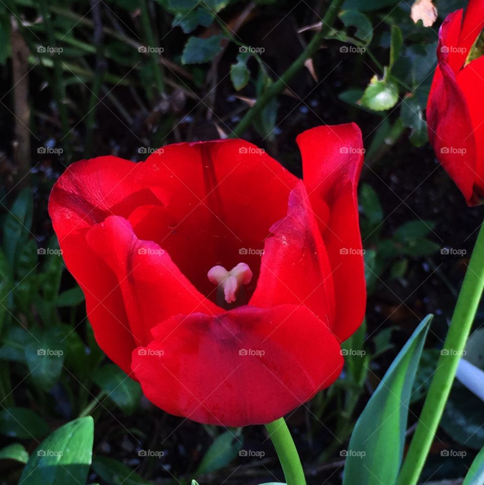 Red Impression tulip with slight filter