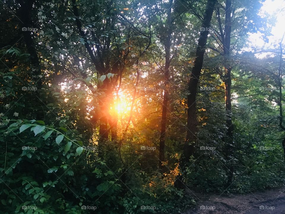 Sunset in the woods!
