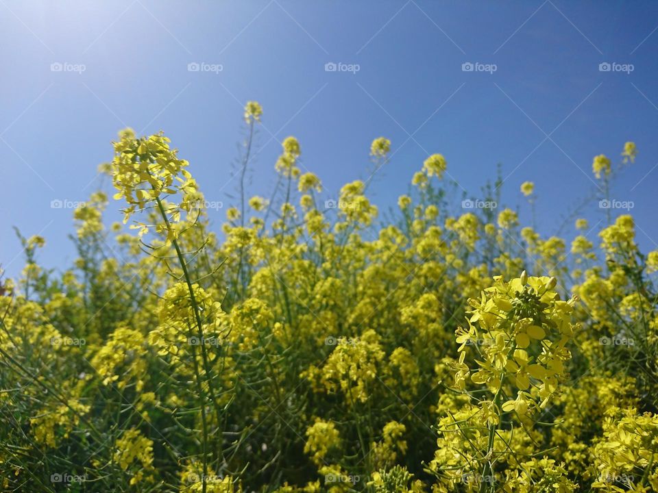 Flores de Primavera- mar de flores de colza