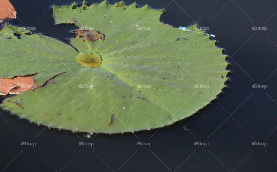 lotus flower  grean fresh leafs