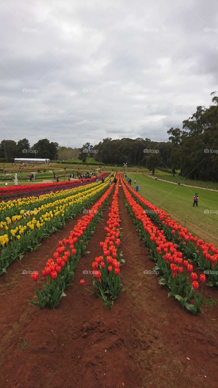 Tulip festival in Melbourne