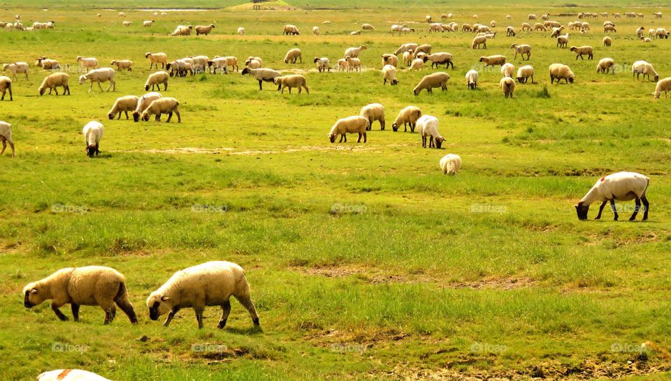 sheep field