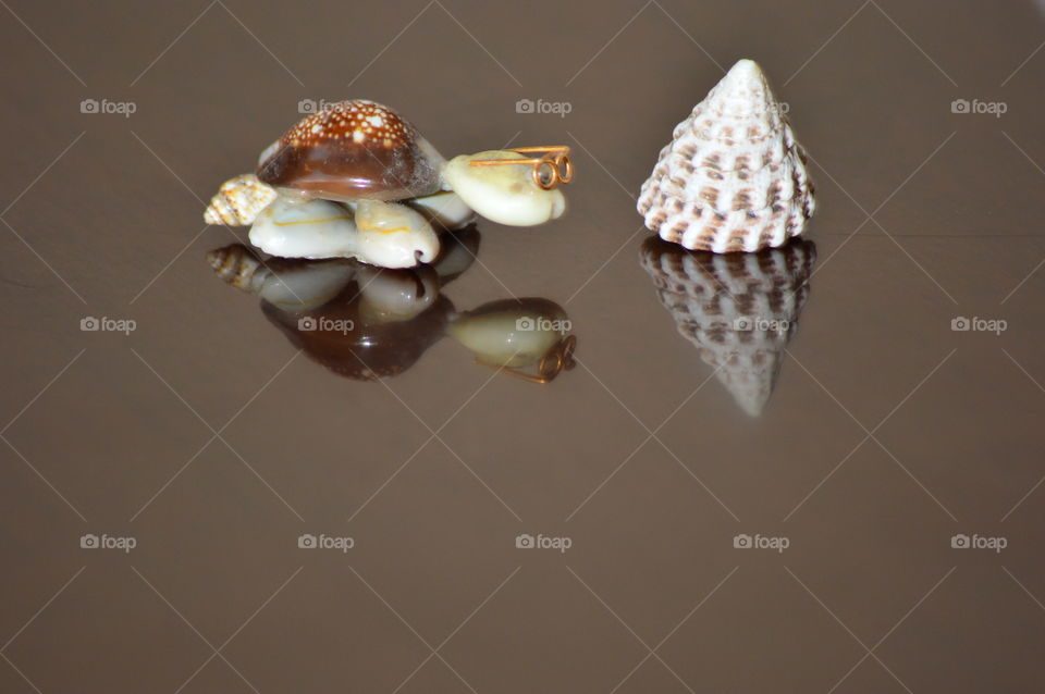 sea shell