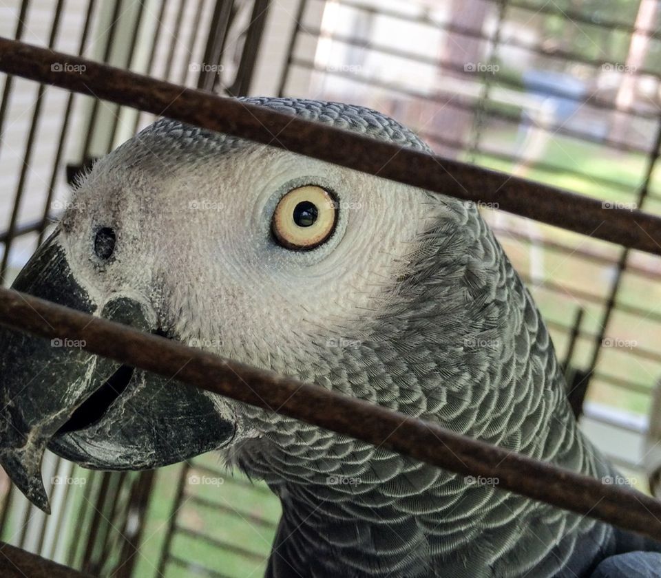 Parrot eye 