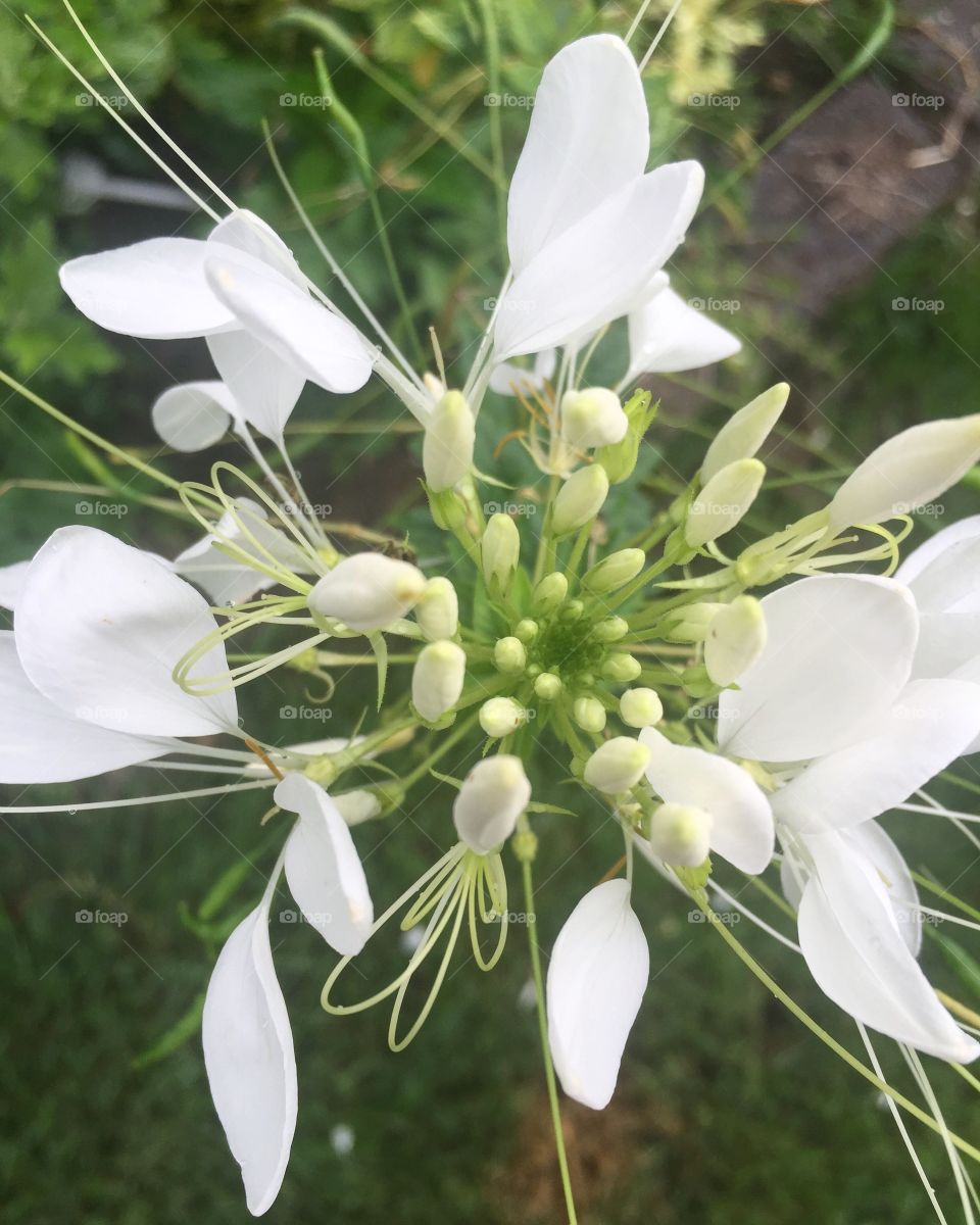 In the garden white flower in bloom 
