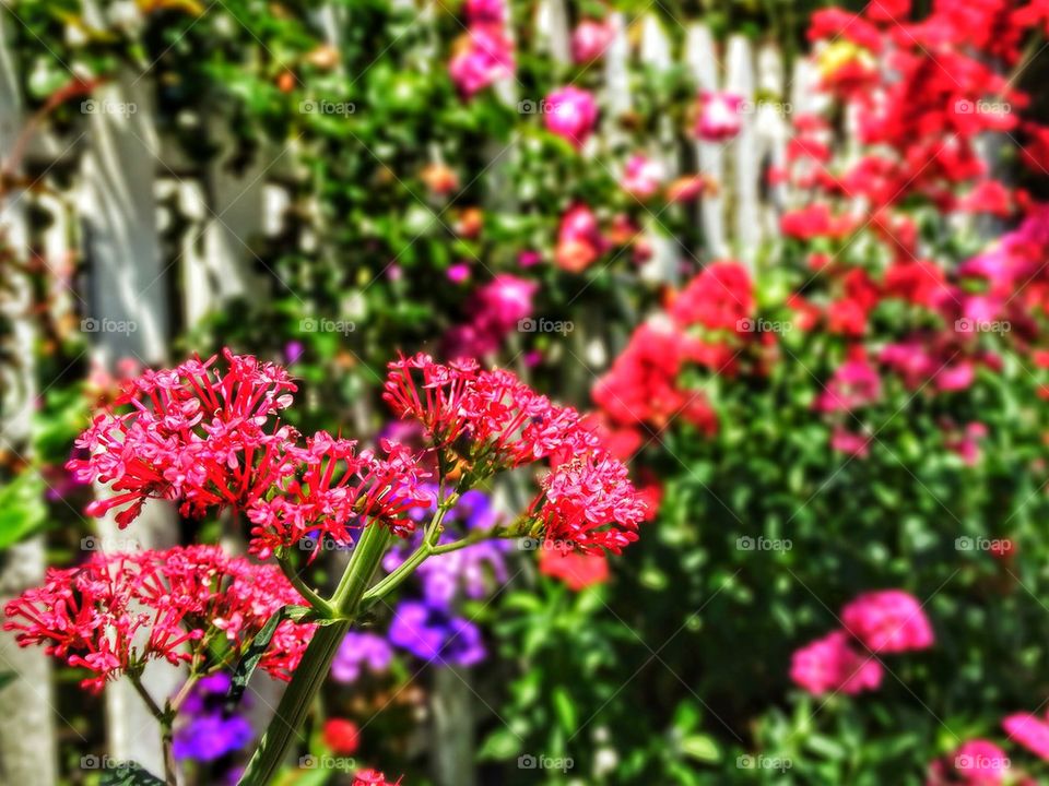 Home garden with white picket fence