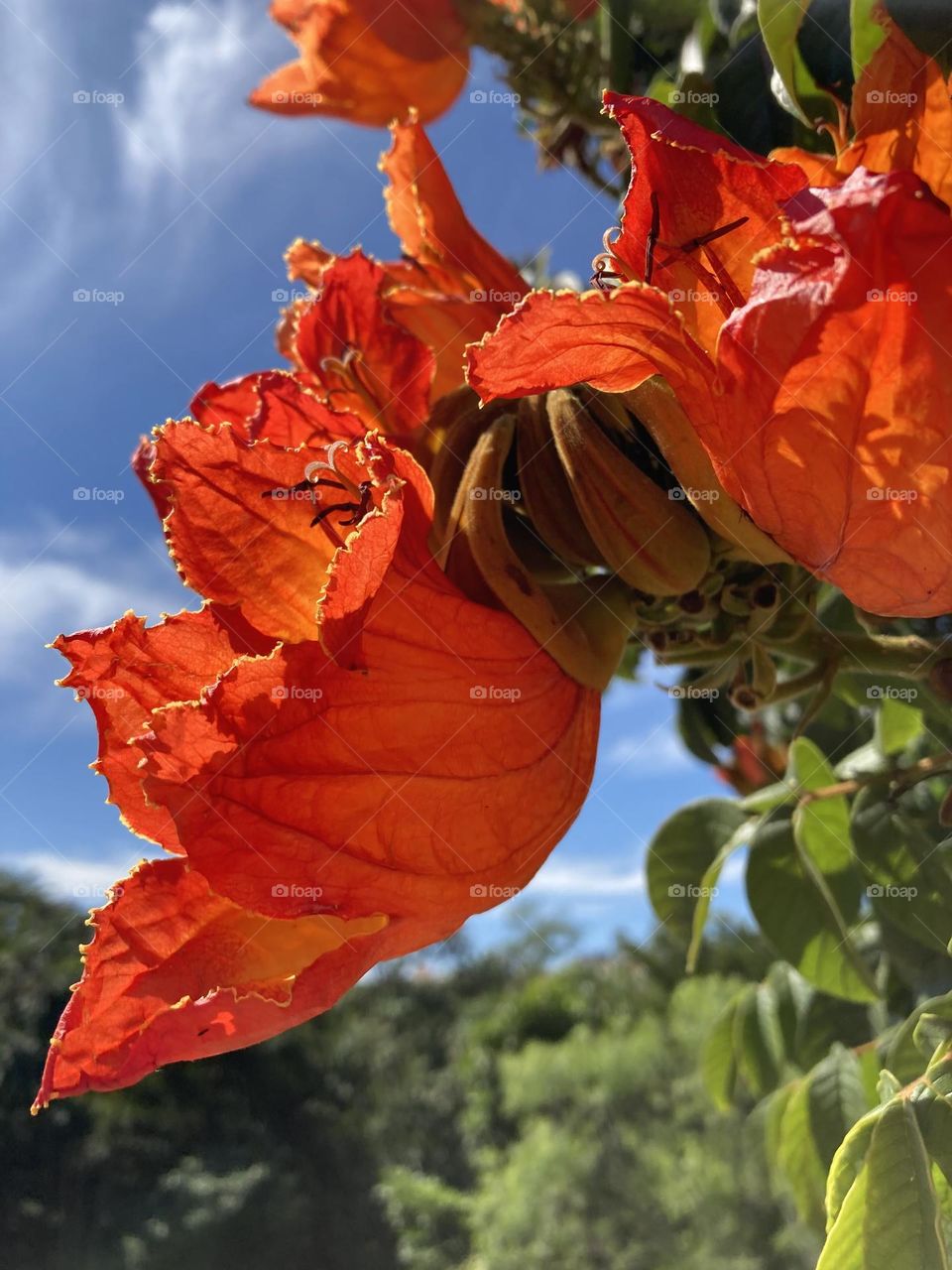 🌹 🇺🇸 Very beautiful flowers to brighten our day.  Live nature and its beauty. Did you like the delicate petals? / 🇧🇷 Flores muito bonitas para alegrar nosso dia. Viva a natureza e sua beleza. Gostaram das pétalas delicadas? 