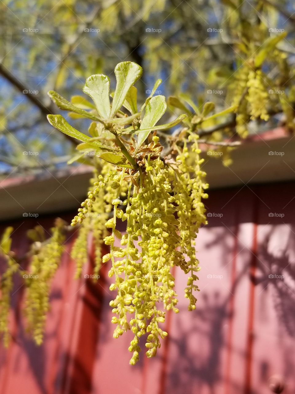 Pollin covered oak tree branch