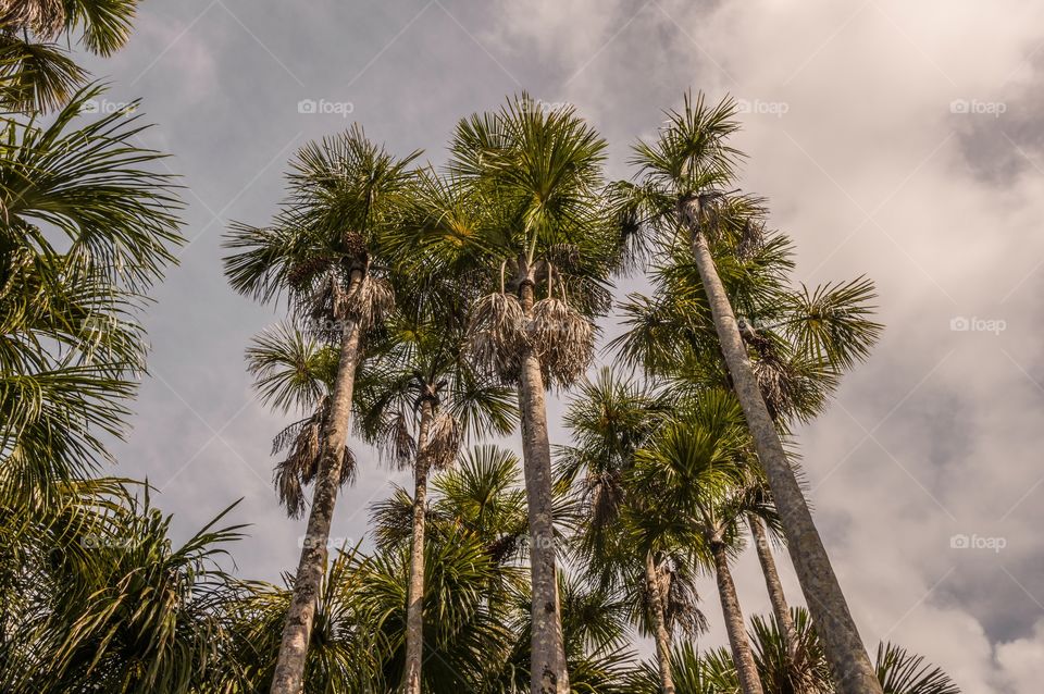 Tree, Palm, No Person, Tropical, Beach