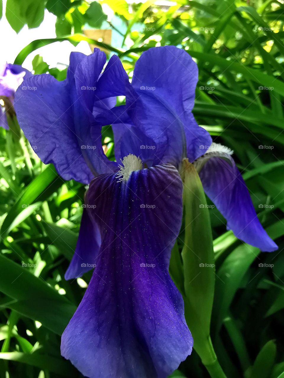 Marvellous nature's basket of flowers