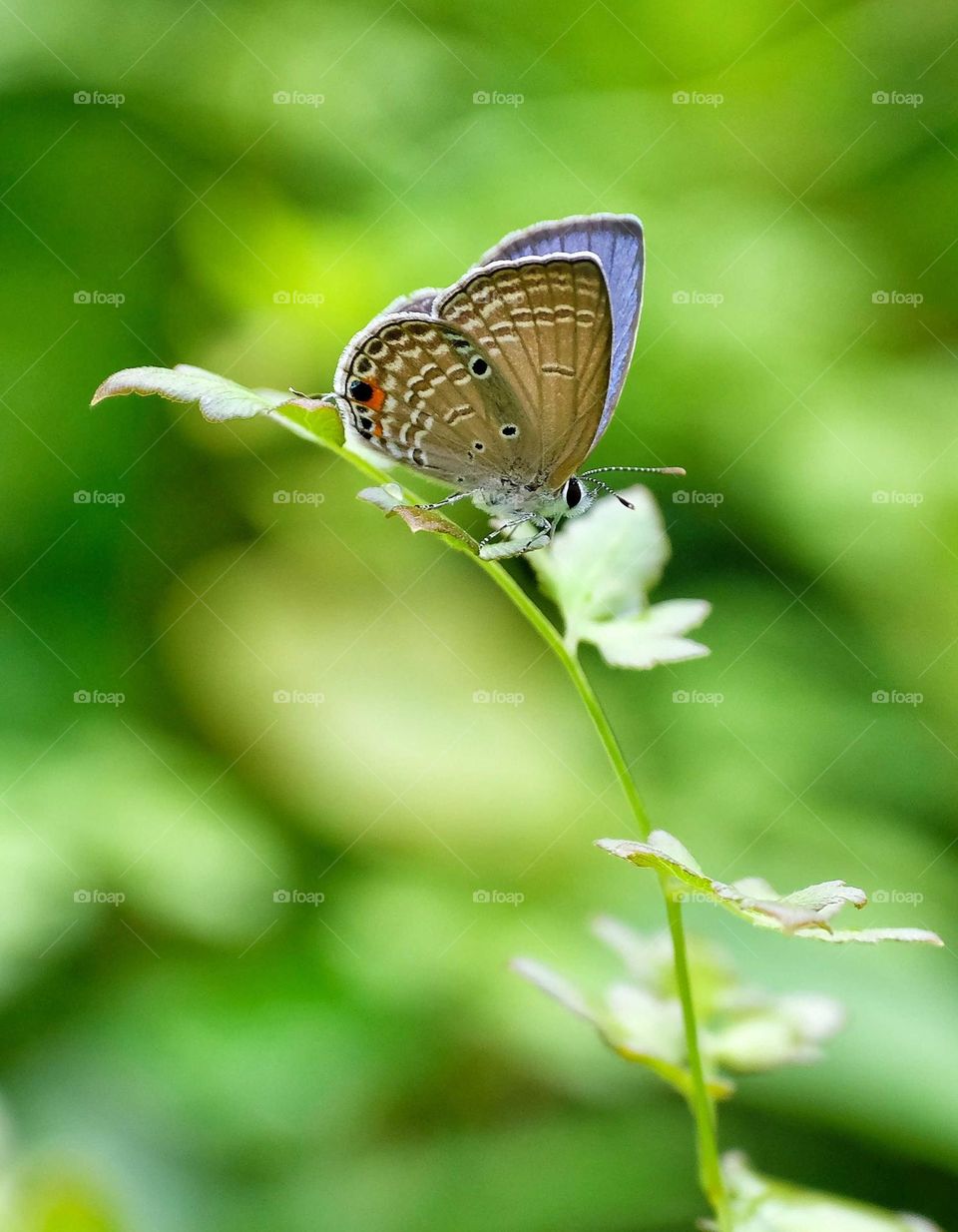 smallest gram blue butterfly