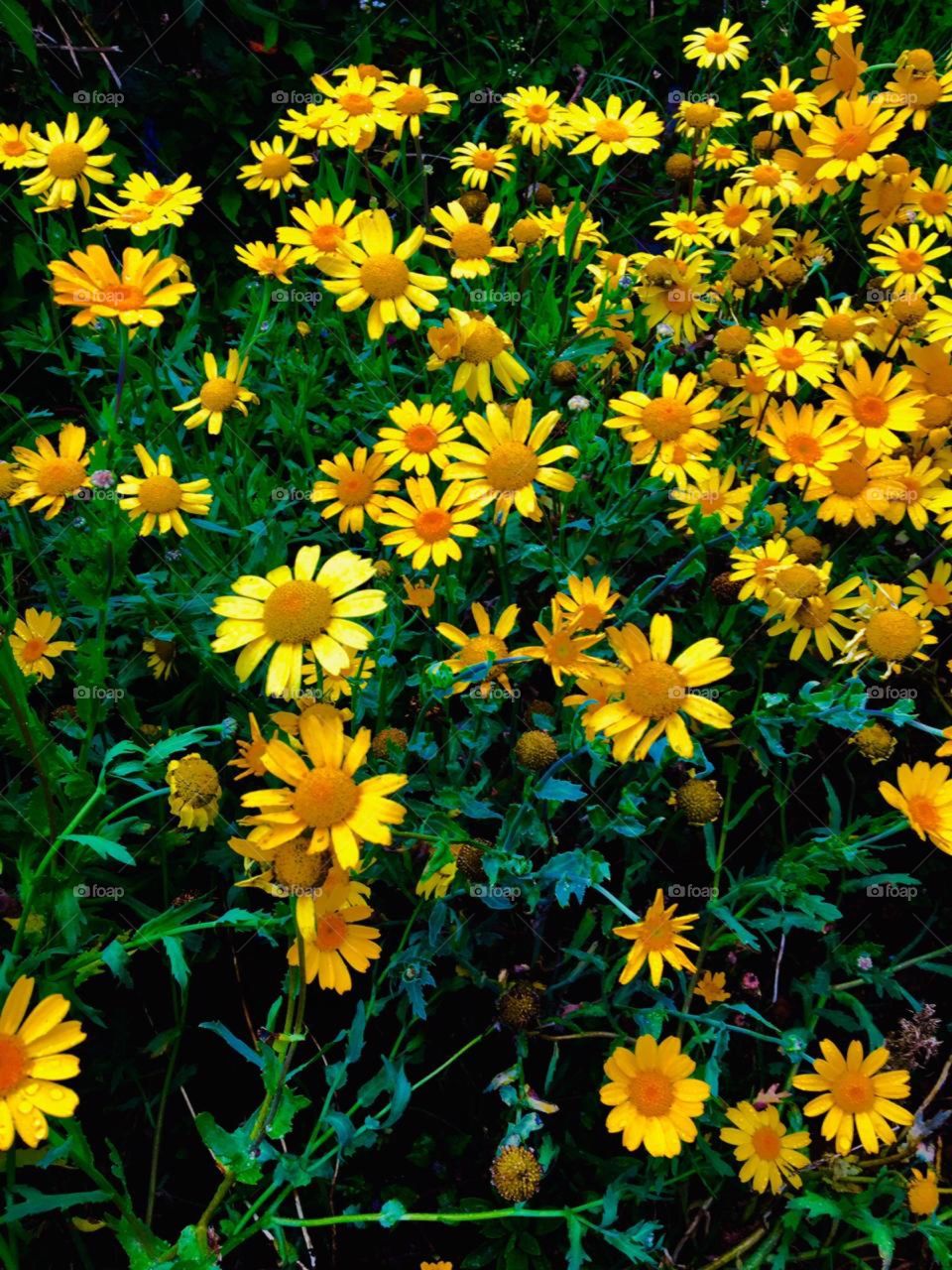 Beautiful Yellow Flower Garden