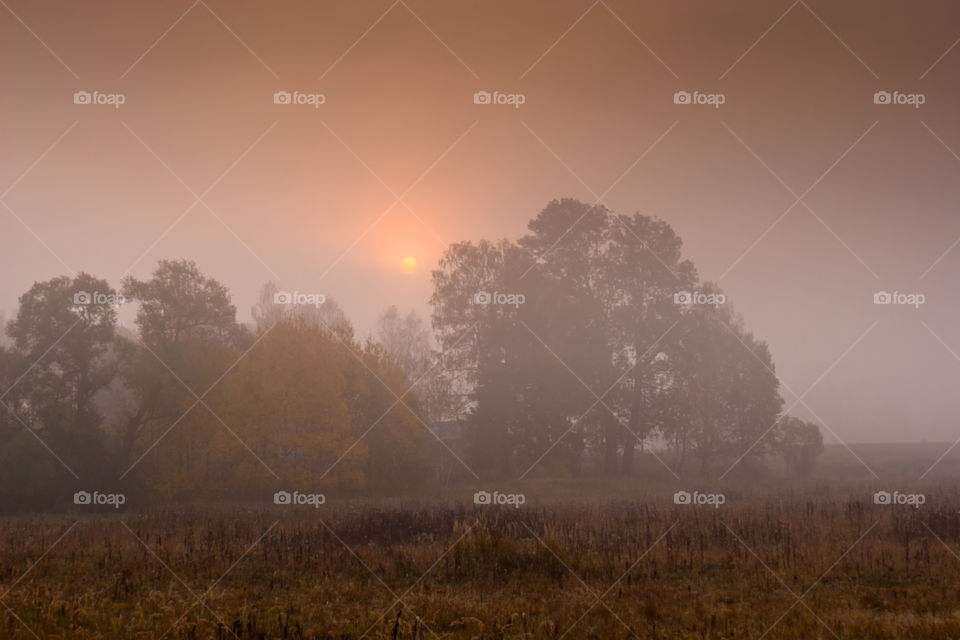 Autumn misty park at early morning 