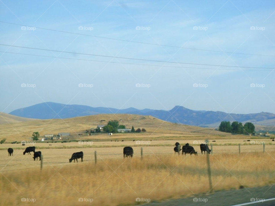 usa farm montana cows by Balloo