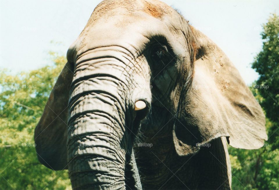Large elephant face pic