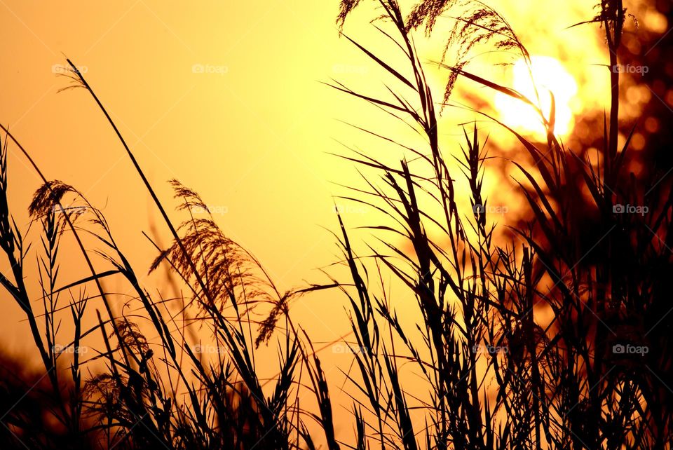 A golden orange sunset through the long grass 