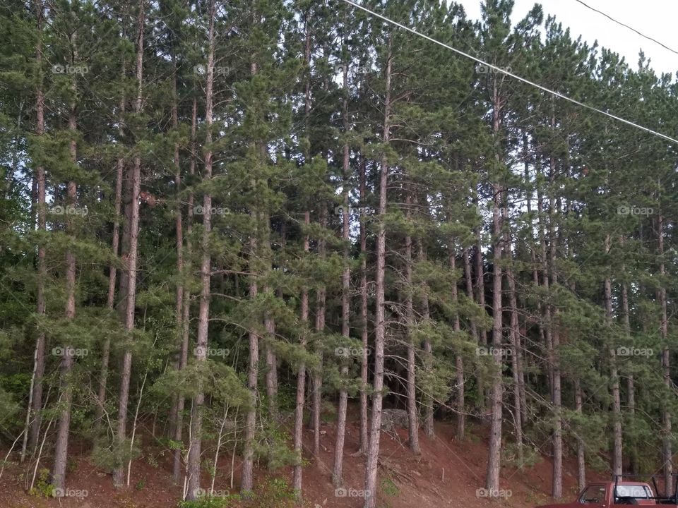 Lakeside norway pine