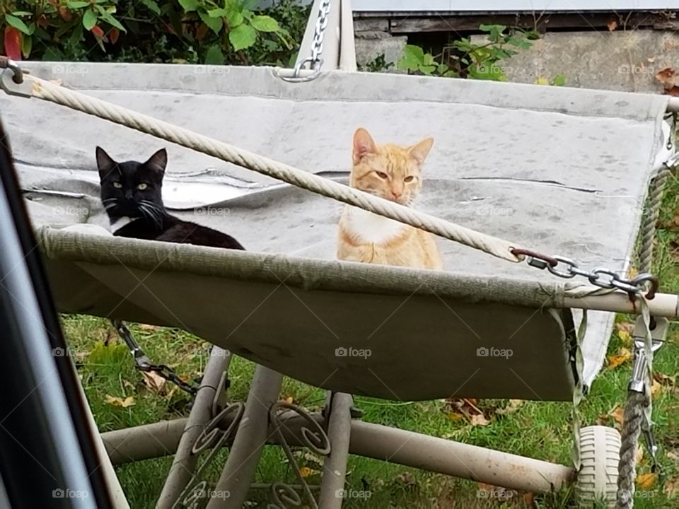 Farm cats