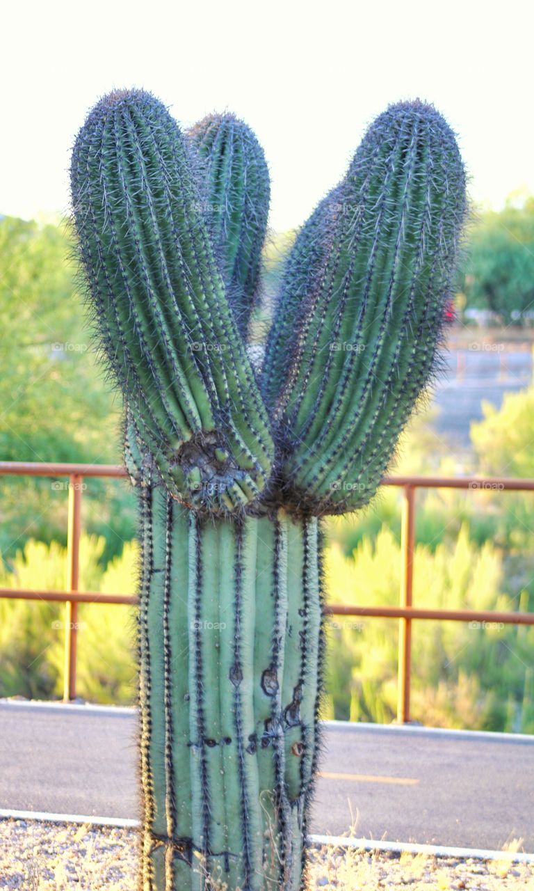 cactus