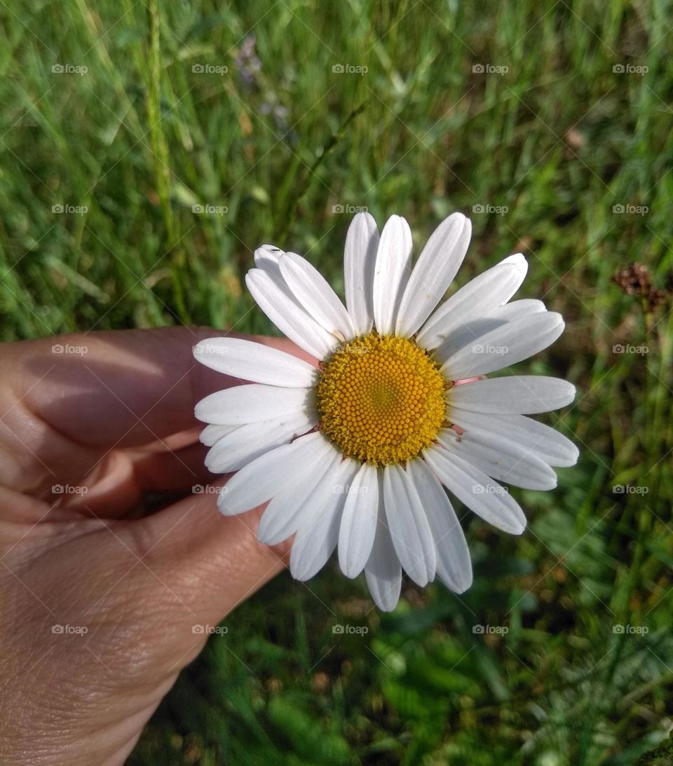 camomile flower mobile photography