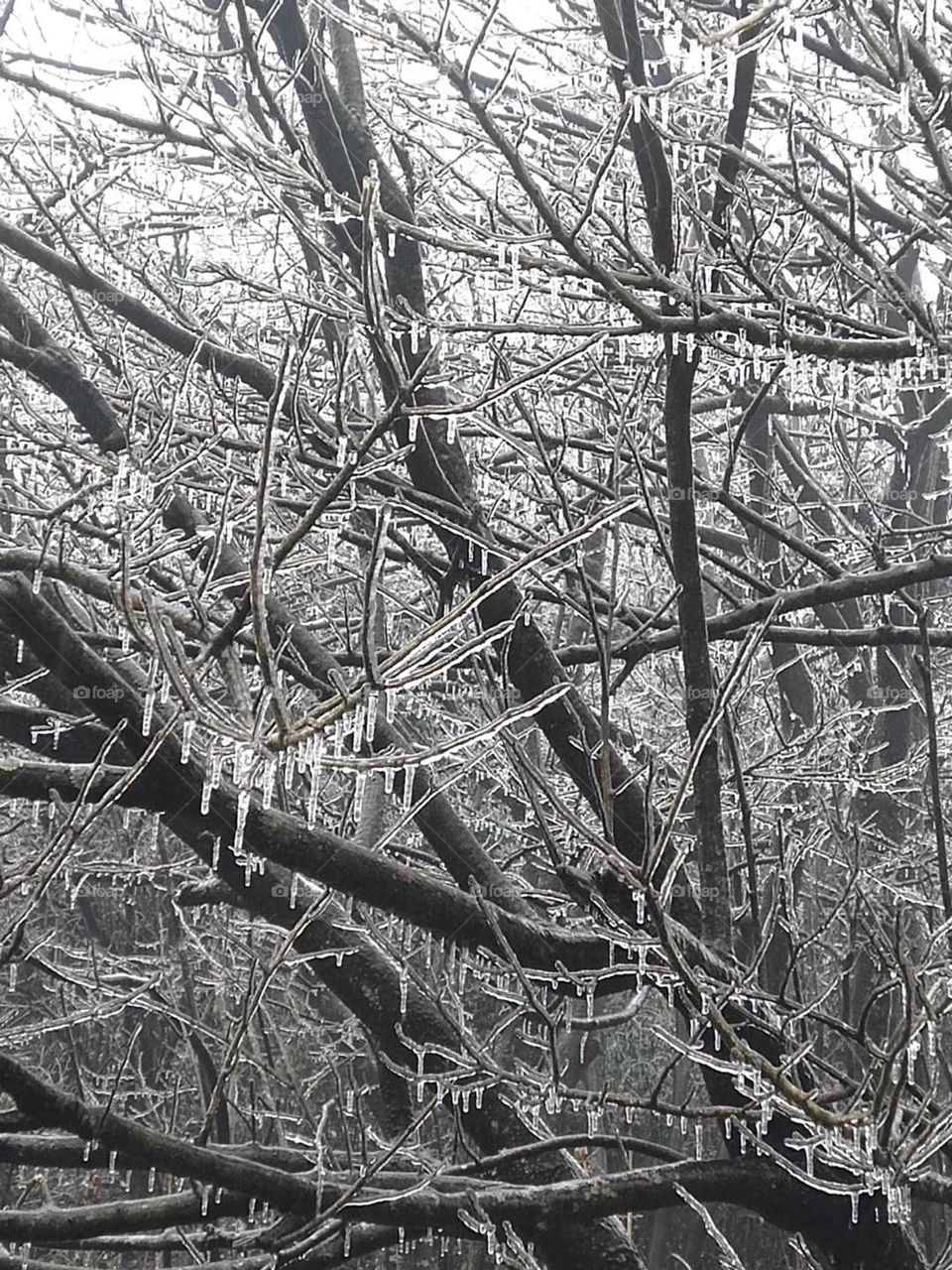 Frozen Tree