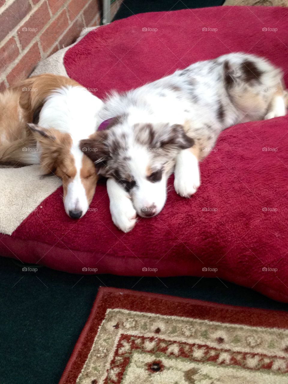 Monkey and minds soundly sleeping 