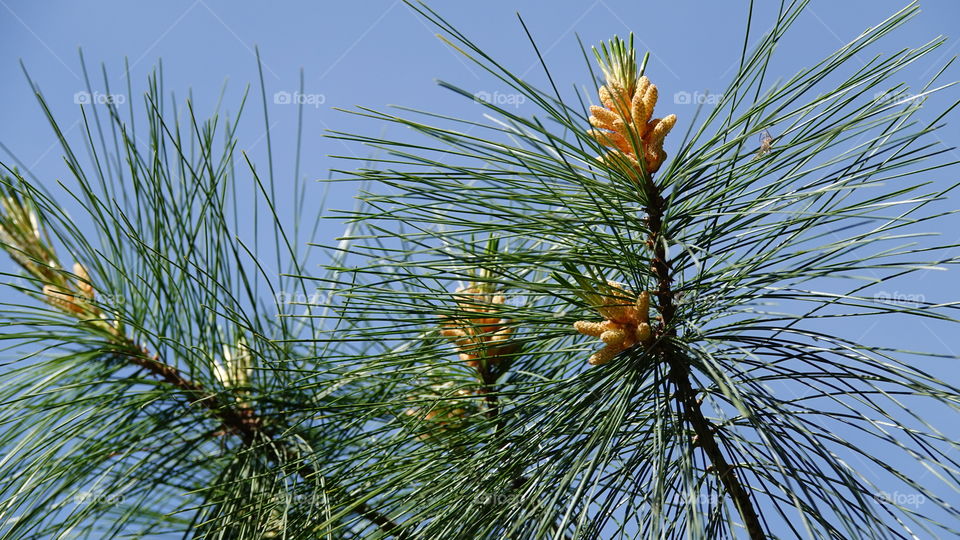 Pine in springtime.