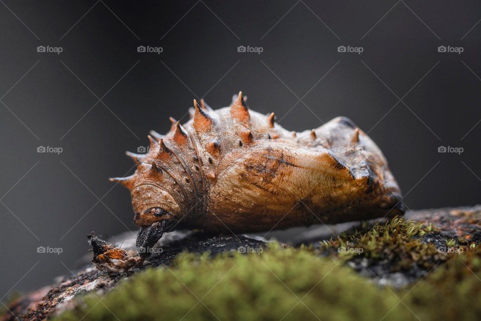 Macro shot of a cocoon that fell out of the branches.