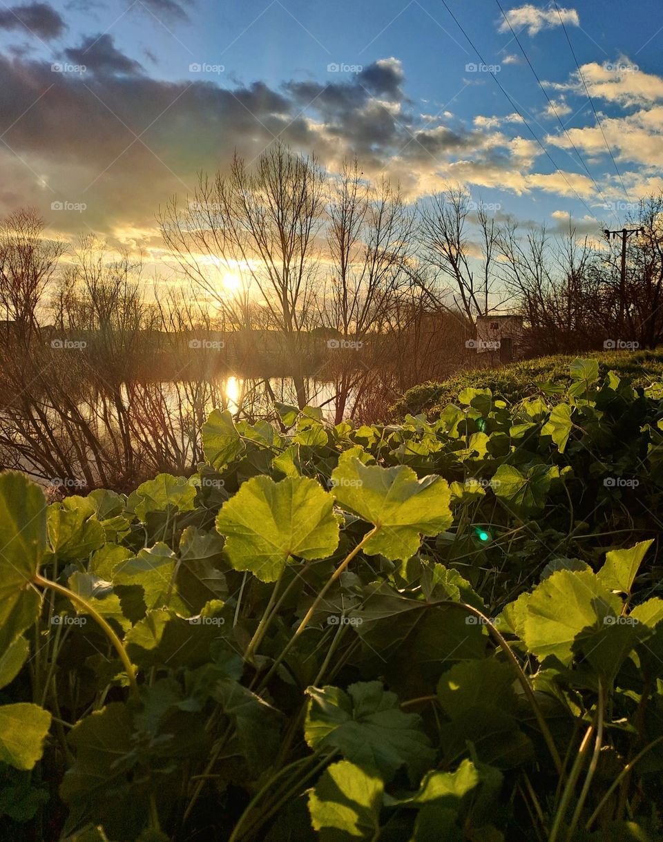 combine sunset with leaves
