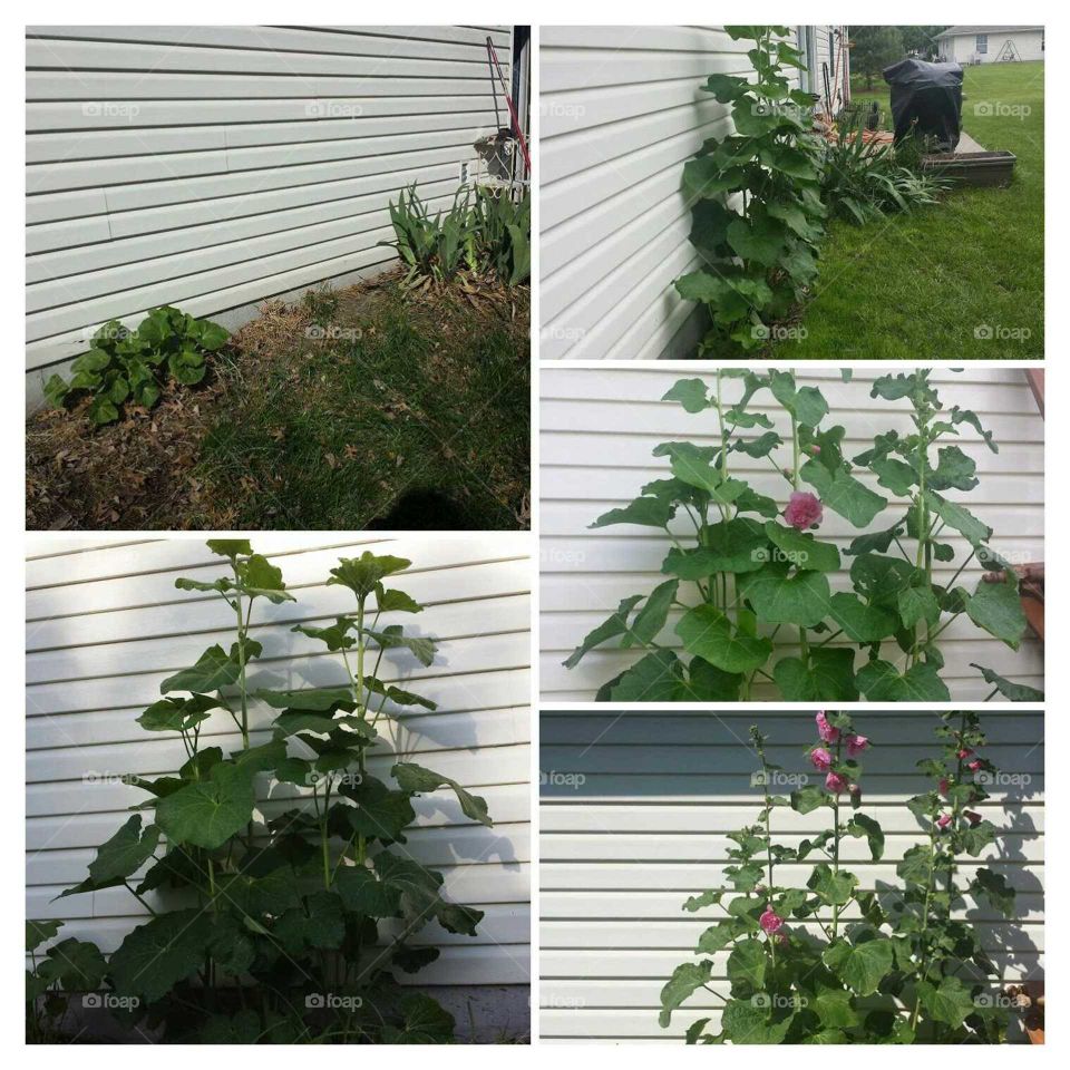 hollyhock growth colage