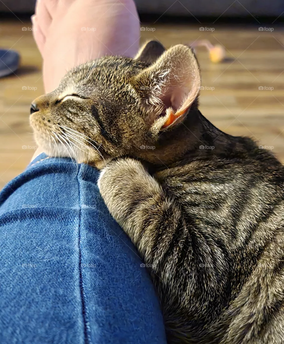 Kitten - Gatito