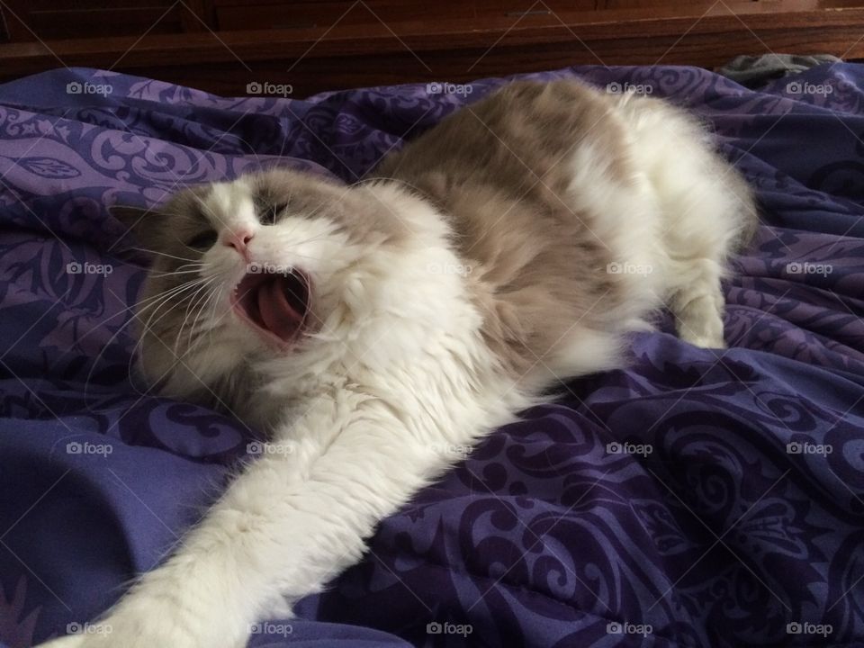 Frankie. Cat yawning