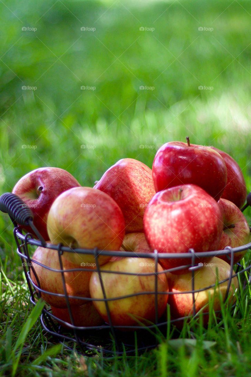 Fruits! - Apples in a wire basket on the grass