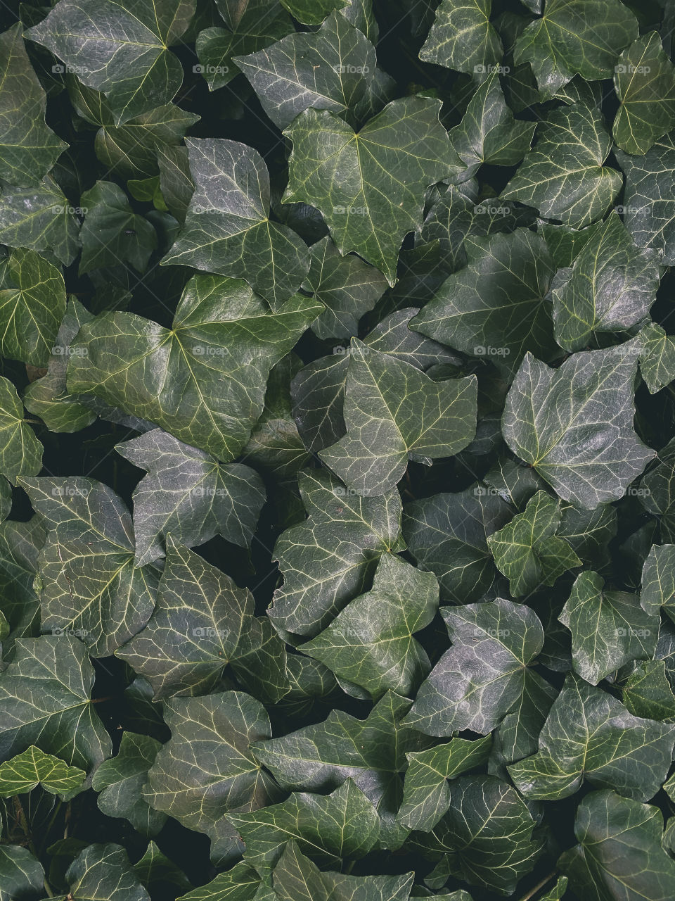 Green Ivy plant