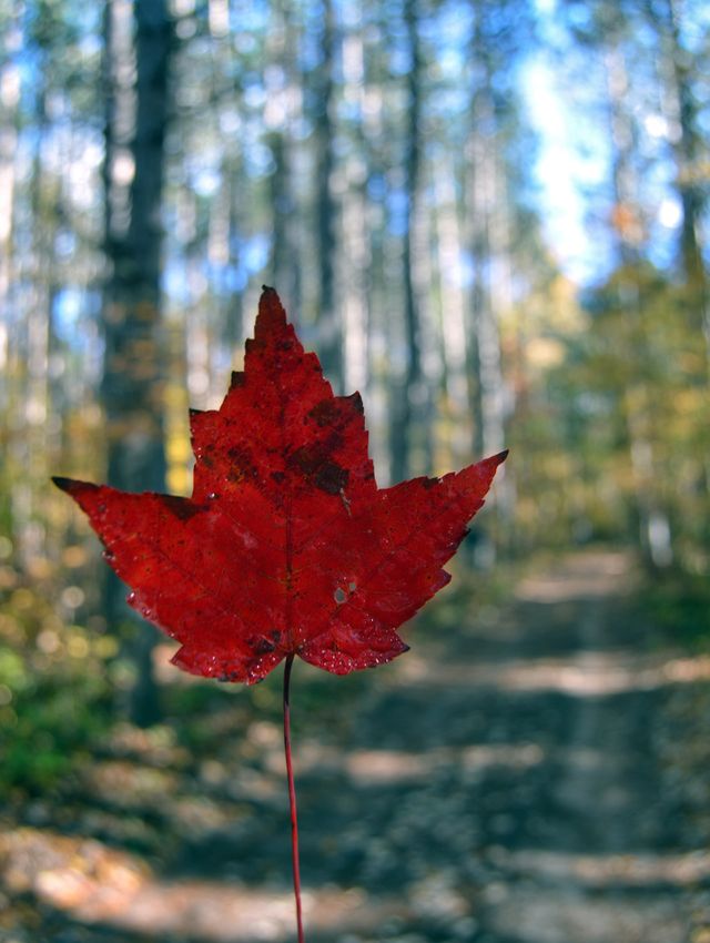 fall