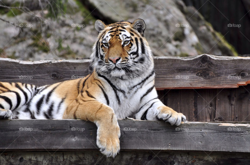 cat animal tiger zoo by hkjohan