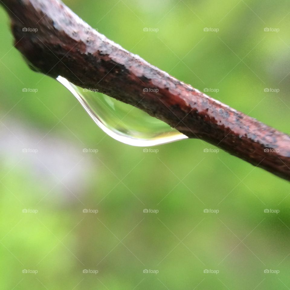 Nature, Leaf, Flora, No Person, Tree