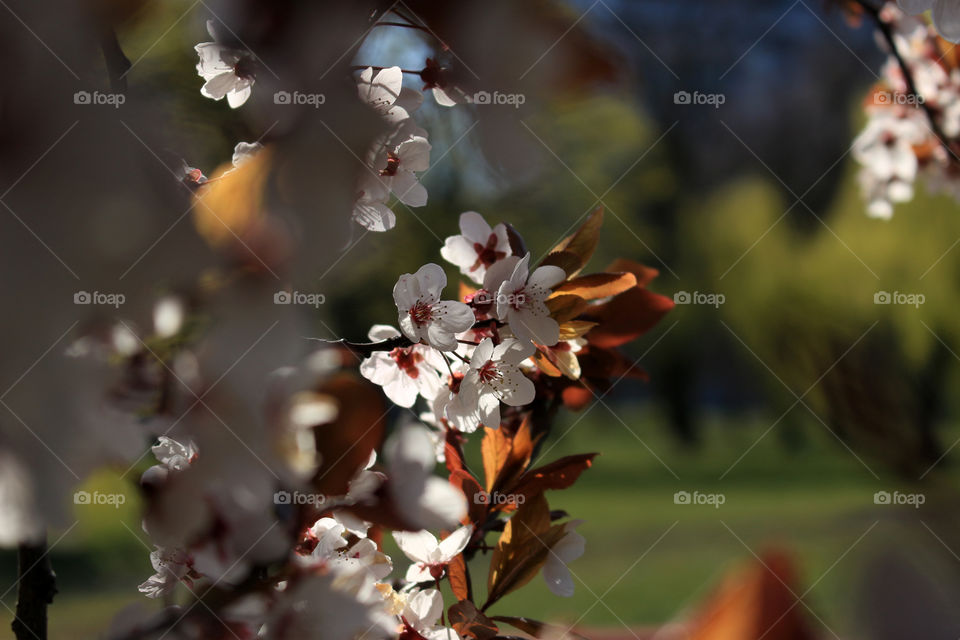 Branches of Japanese Cherry Trees in a Spring Park

Foap Missions
Photo of the Week