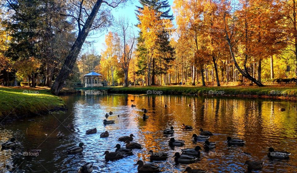 Autumn landscape 🍁🍂 Fall the park 🍁🍂 Outdoor 🍁🍂