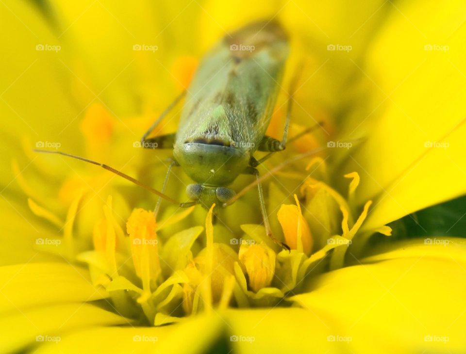 closeup of green bug sitting on yellow flower
