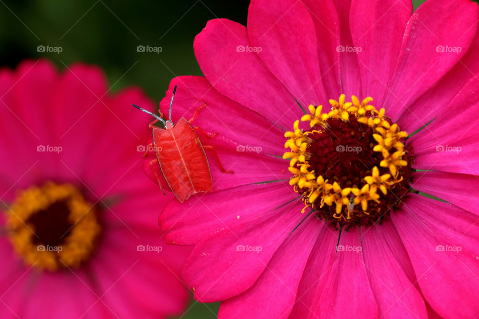 red insect shaped like a leaf, on a pink flower.