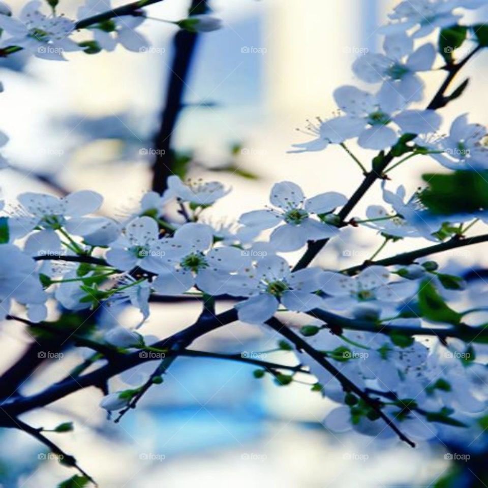 Dew on the branches in the morning and herald the blue sky